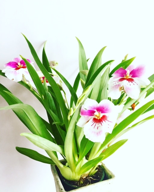 Fresh flowers in a white pot against a white wall