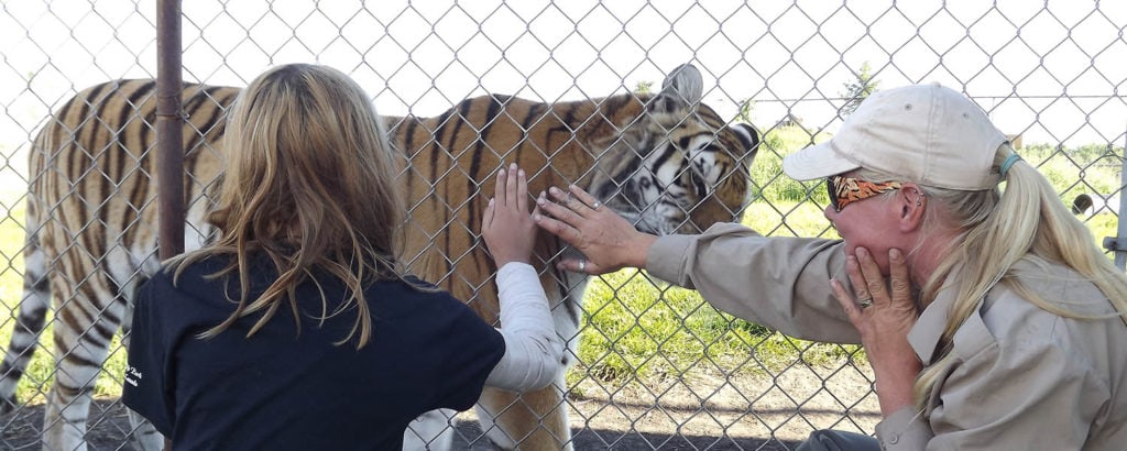 Discovery Wildlife Park tiger