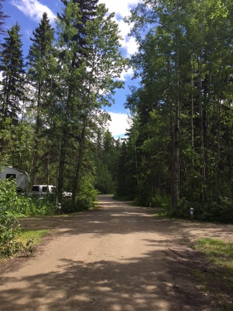 Road showing how well treed the campground is.