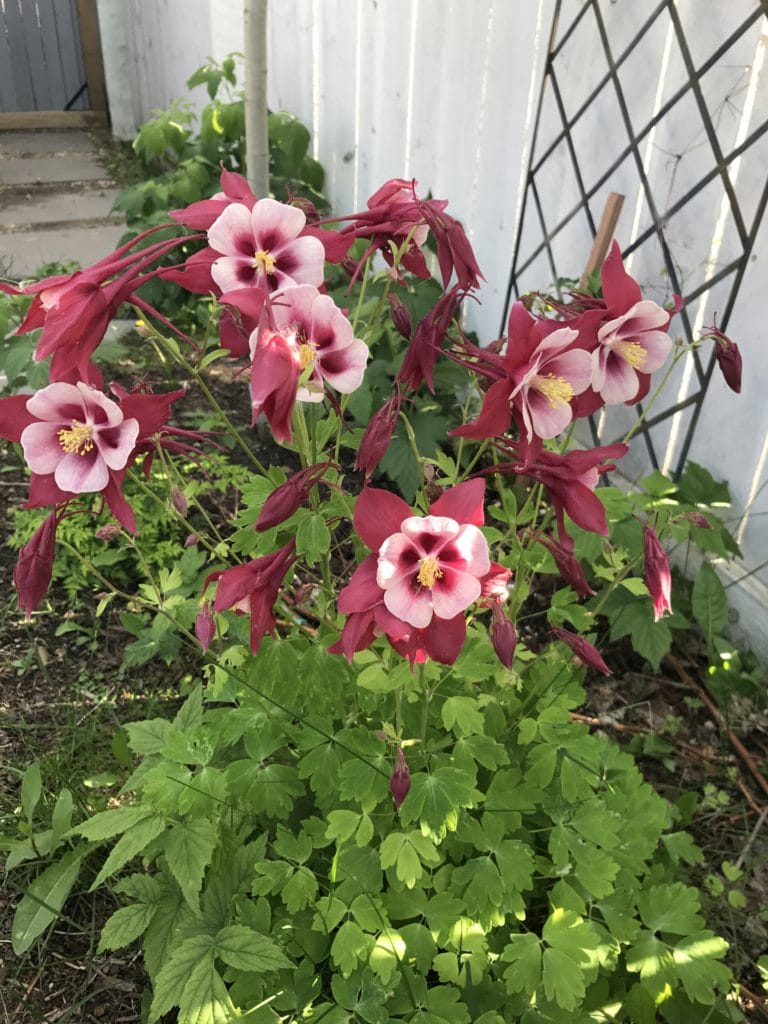 Columbine zone 3a