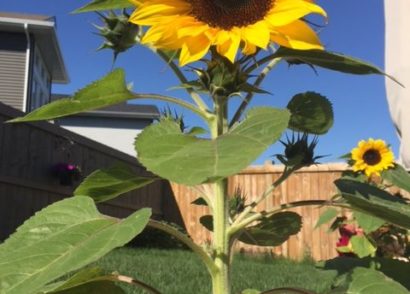 Sunflower