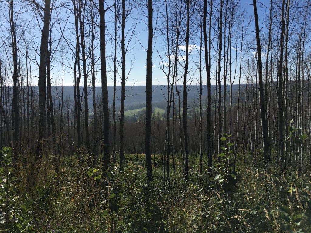 Birchwood Trails fall view