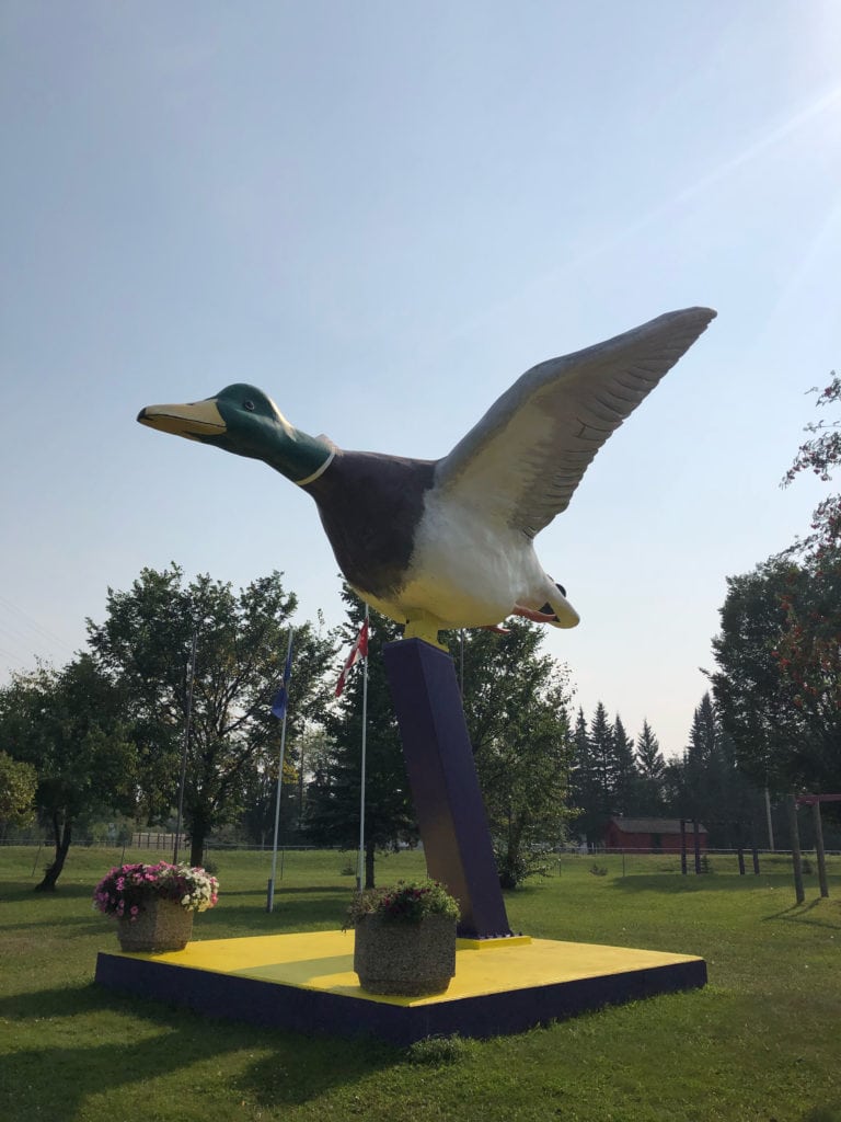 World's Largest Mallard Duck in Andrew