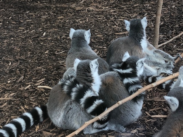 Calgary Zoo Lemurs