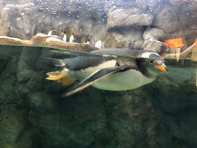 Penguin Plunge