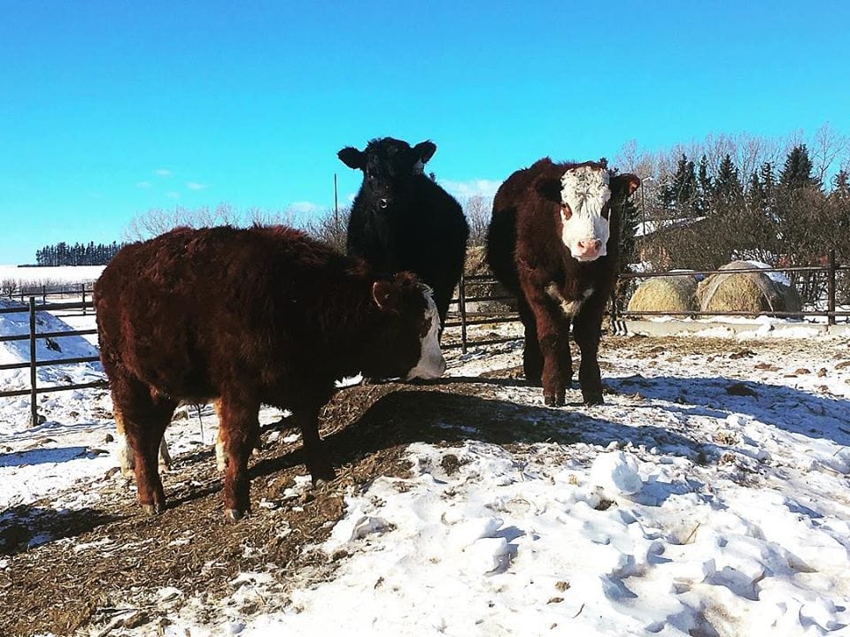 Winter Farm Experience - Open Farm Days 