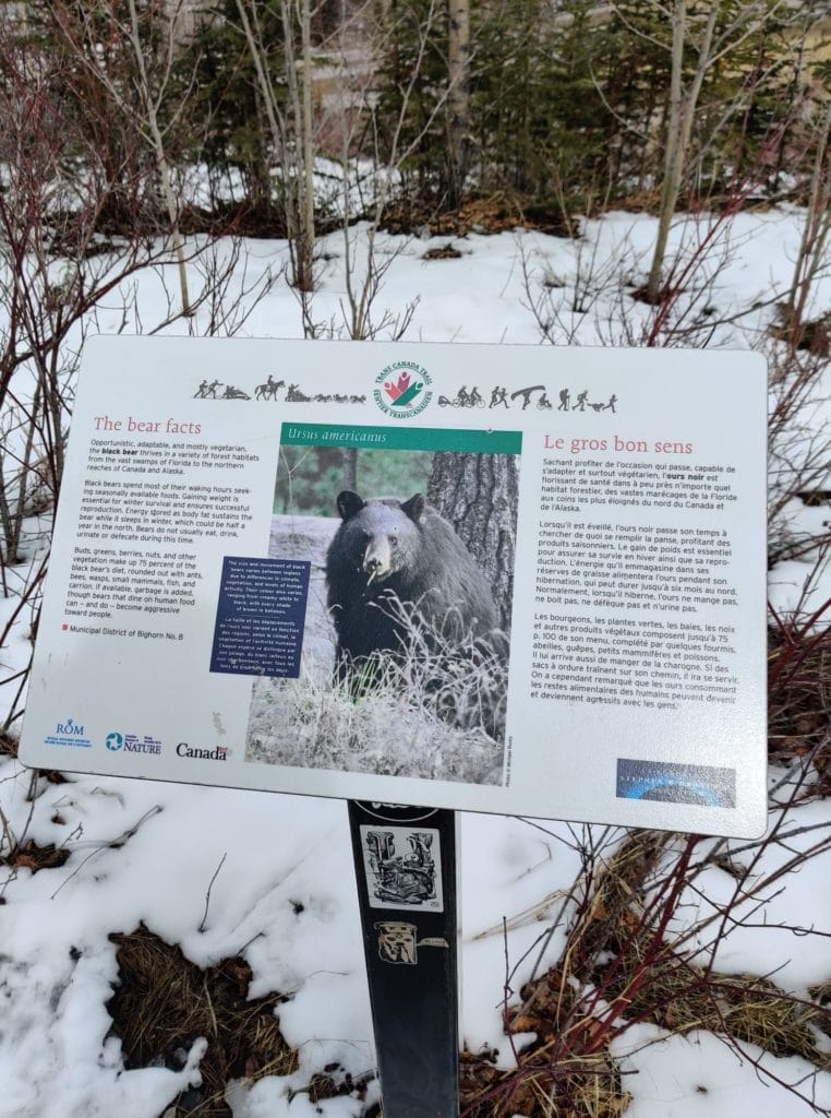 Trans Canada Trail sign about the black bear titled "The Bear Facts"