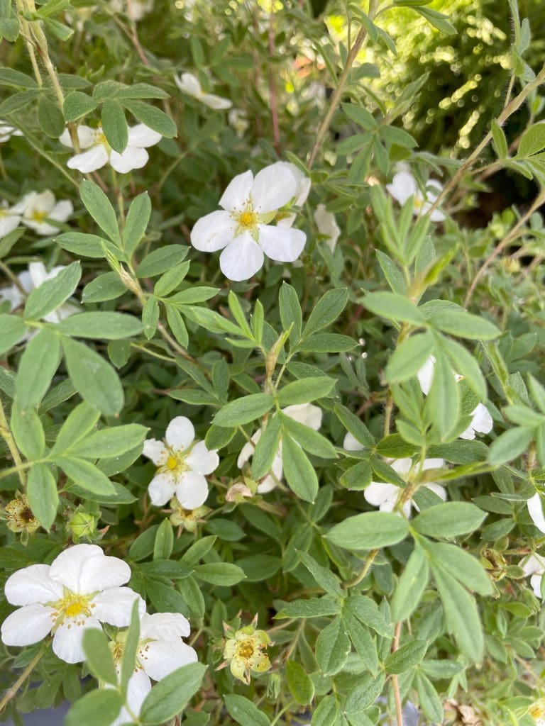 Abbotswood potentilla