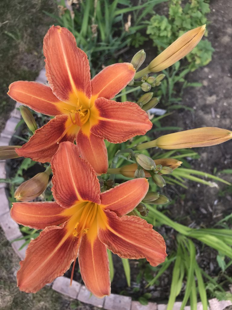 Orange daylily flowers, the ultimate statement flower for zone 3 gardens