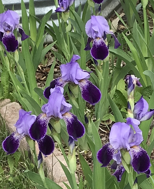 Two-tone purple irises grown in zone 3