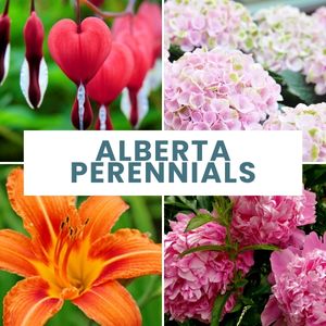 Our curated list of easy-to-grow perennials that will flower year-after-year in your Alberta garden!