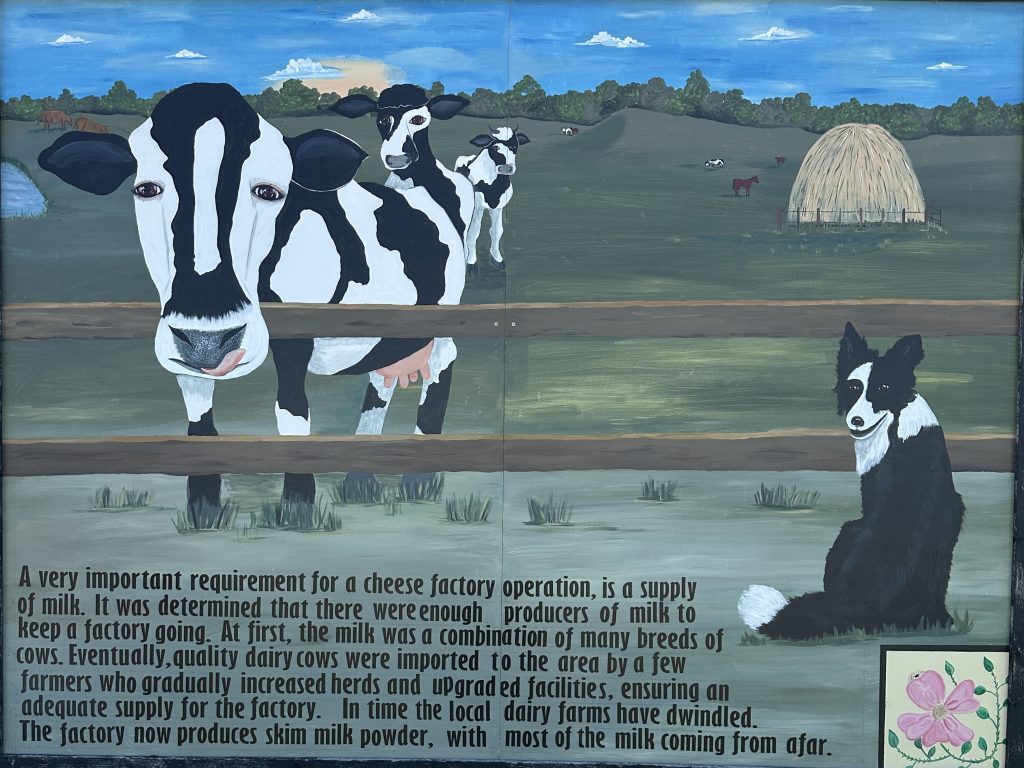 Photo of a mural of a cow in a farmer's field outside the Cheese Factory Museum in Glenwood. Text reads "A very important requirement for a cheese factory operation, is a supply of milk. It was determined that there were enough producers of milk to keep a factory going. At first, the milk was a combination of many breeds of cows. Eventually, quality daıry cows were imported to the area by a few farmers who gradually increased herds and upgraded facilities, ensuring an adequate supply for the factory. In time the local dairy farms have dwindled. The factory now produces skim milk powder, with most of the milk coming from afar."